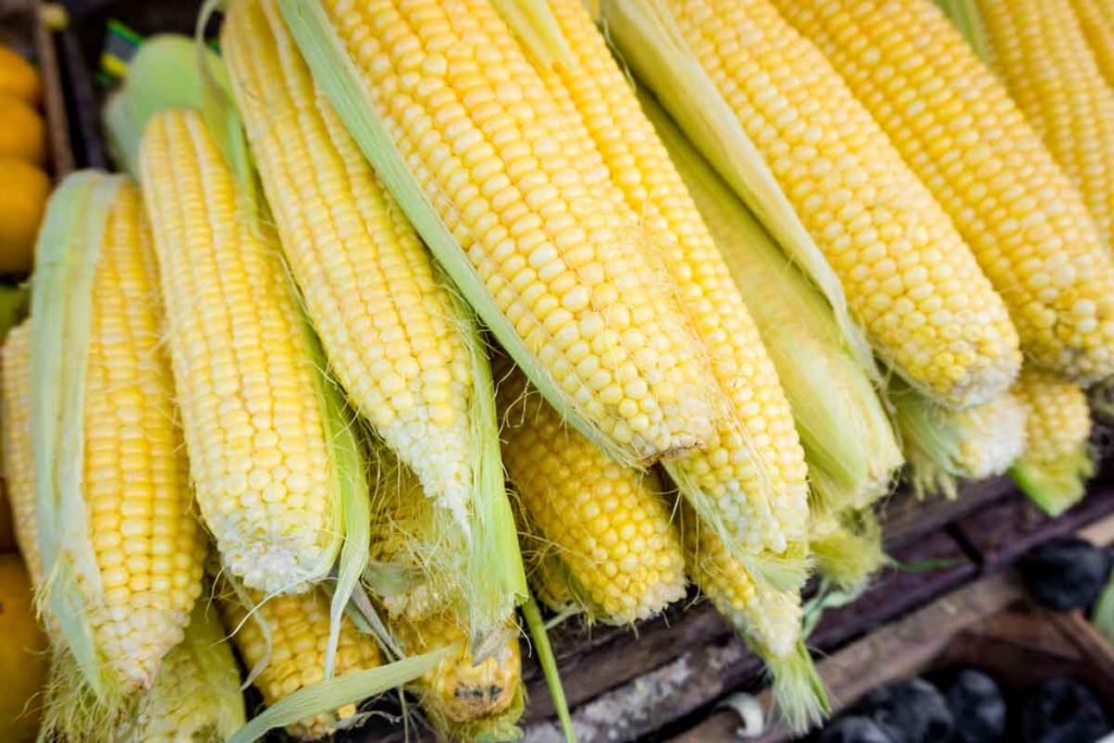 el maíz es uno de los ingredientes mexicanos básicos