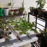 Huerto vertical casero en macetas recicladas