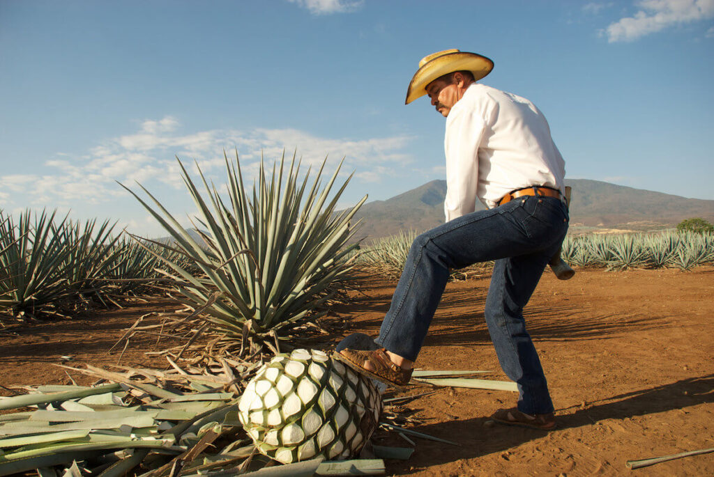 El futuro del mezcal artesanal